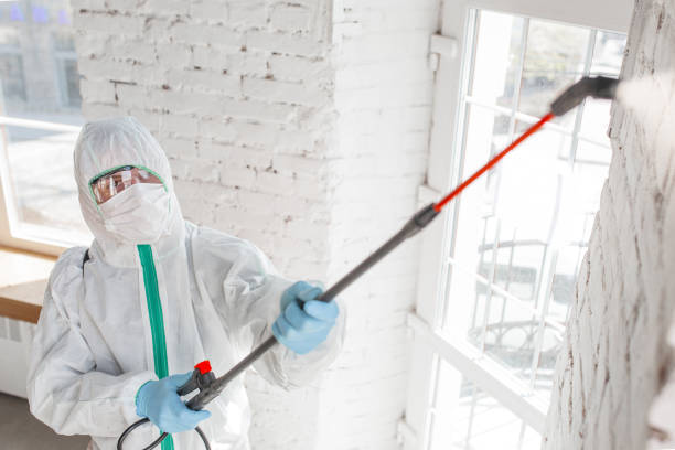 Trusted Woodruff, SC Mold Inspection, Removal & Remediation Experts