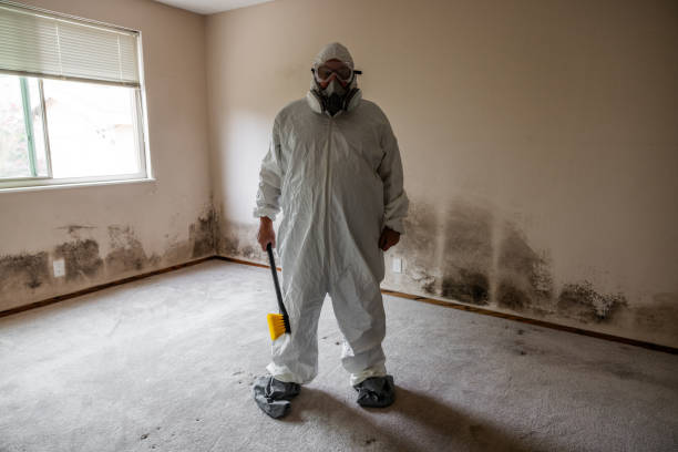 Best Environmental Consulting for Mold Prevention  in Woodruff, SC